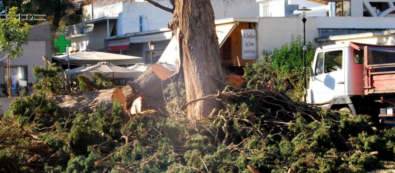 Καυσόξυλα έγινε το ιστορικό κυπαρίσσι της πλατείας του Αγίου Πέτρου στο Άργος (φωτό)